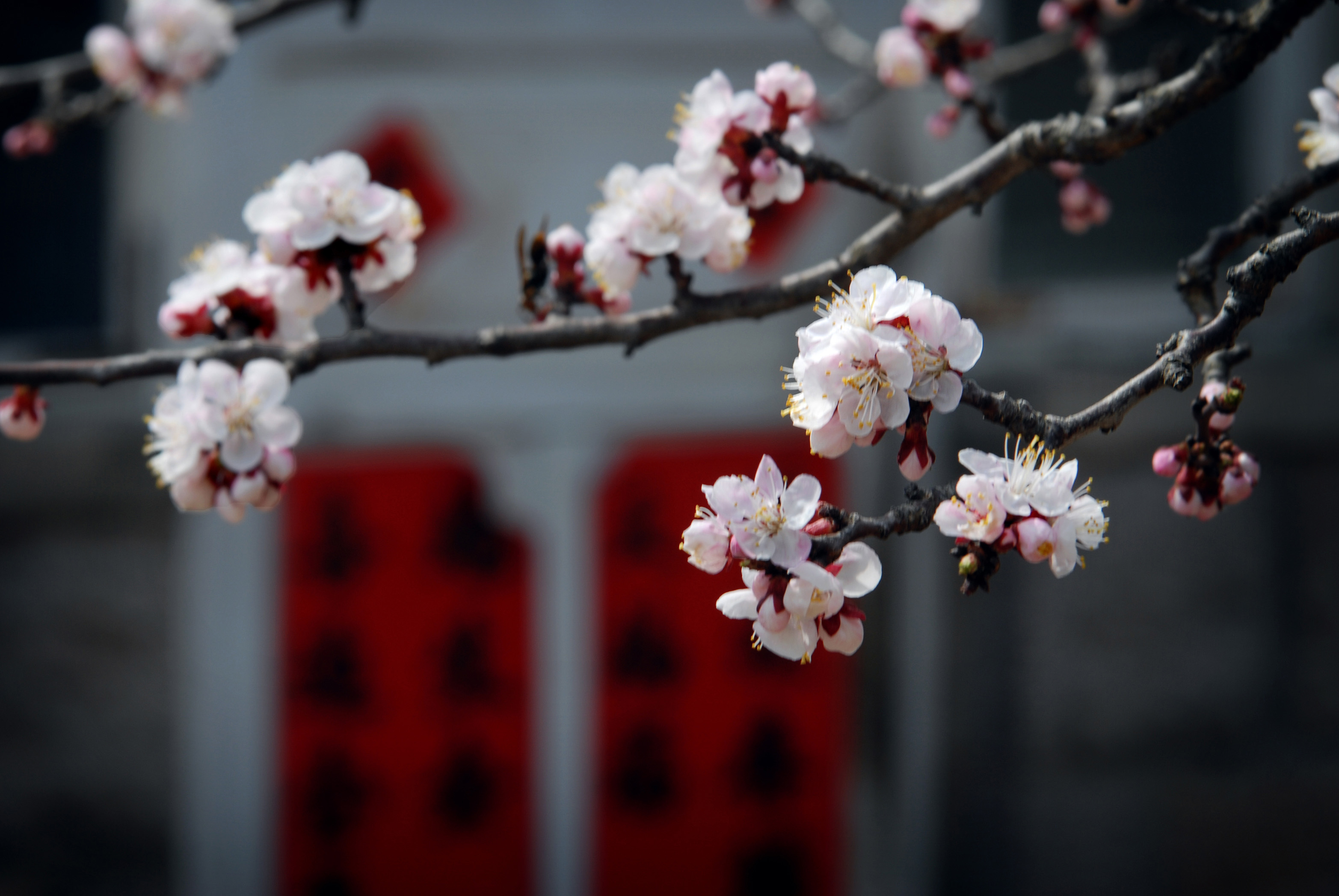 《杏花人家》