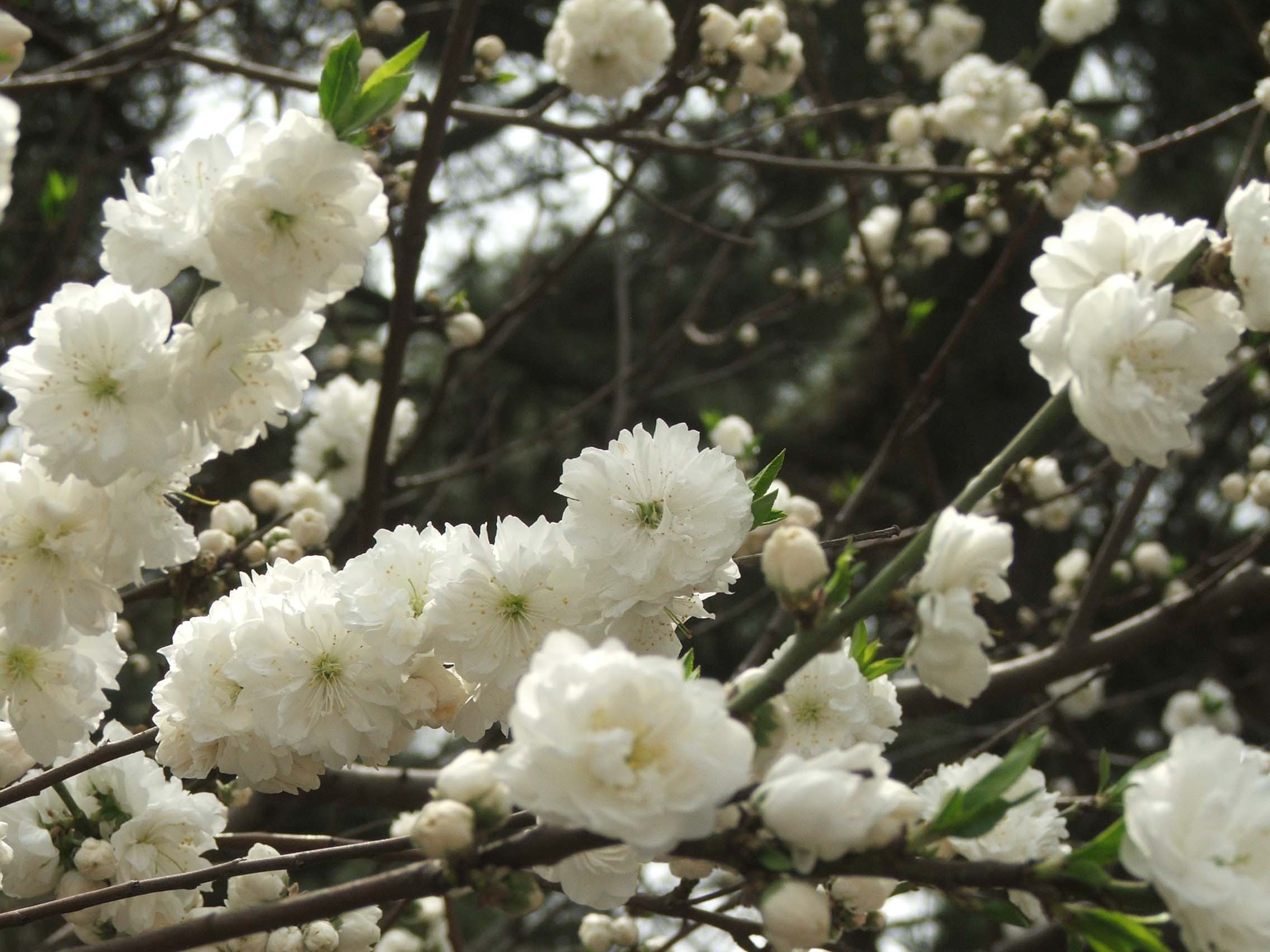 > 白樱花开    为丰富2011城阳旅游文化节暨青岛城阳赏花会活动文化内