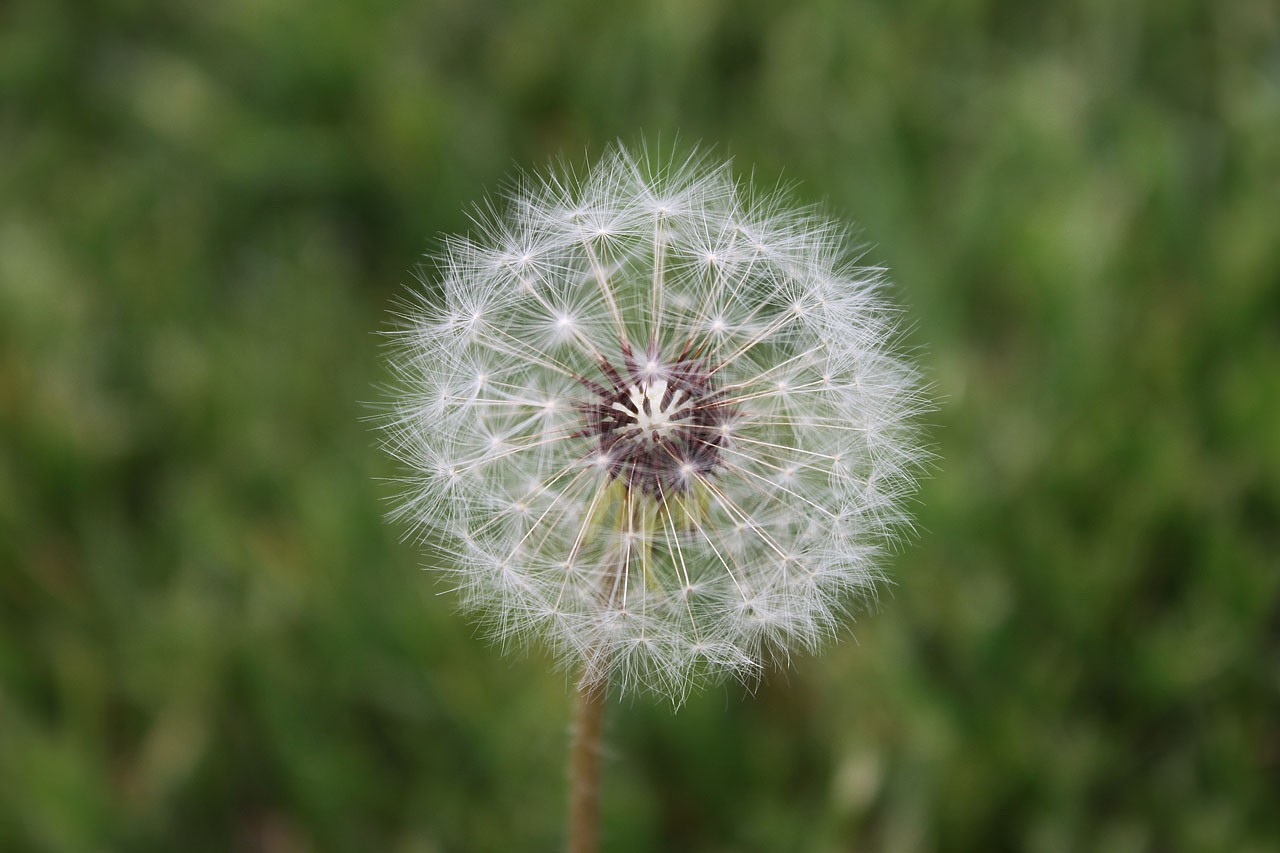 蒲公英