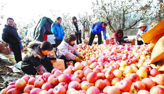 两家爱心企业当场购下一万多斤苹果，果农赶紧装箱。  孙传浩  摄