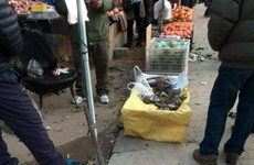 @锦上那个添花：下王埠市场公然卖斑鸠 护鸟力度仍不够