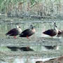 胶州湾湿地引百万鸟儿看景